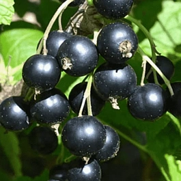 Смородина черная Вологодское кружево