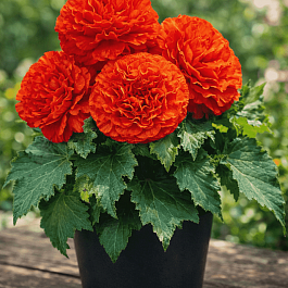 Бегония клубневая Nonstop Orange