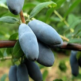 Жимолость съедобная Альтаир