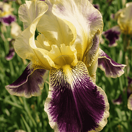 Ирис германский Salonigue