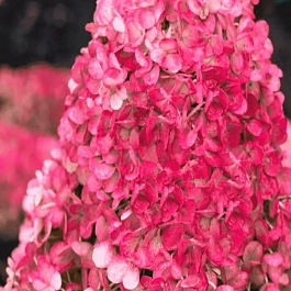 Гортензия метельчатая Strawberry Blossom