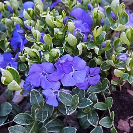 Барвинок малый Atropurpurea