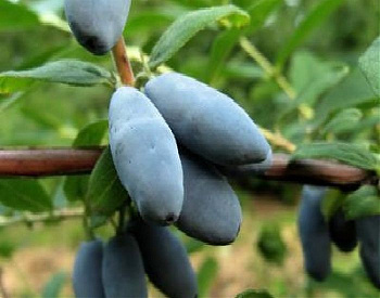 Жимолость съедобная Альтаир