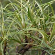 Крушина ломкая Asplenifolia
