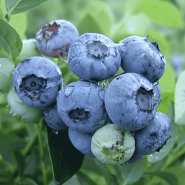 Голубика высокорослая Bluetta