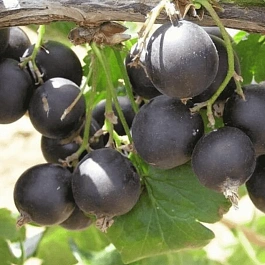 Йошта Jostaberry