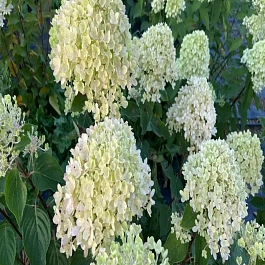 Гортензия метельчатая Gardenlight Pinklight 