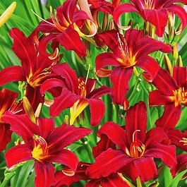 Лилейник Сrimson Pirate