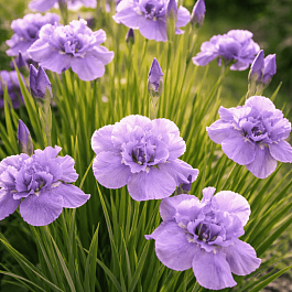 Ирис сибирский Imperial Opal