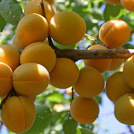 Абрикос обыкновенный Лель Абрикос обыкновенный Лель