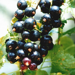 Смородина черная Перун Смородина черная Перун