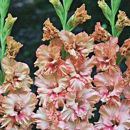 Гладиолус гофрированный Кисси Раффл