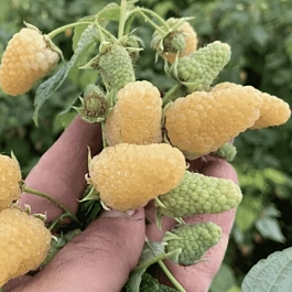 Малина Светлячок