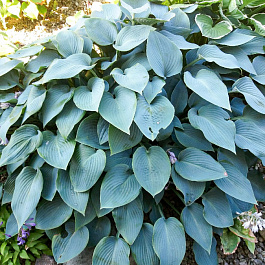 Хоста гибридная Блу Кадет НАБОР 2ШТ (1+1) Хоста гибридная Блу Кадет НАБОР 2ШТ (1+1)