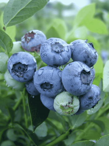 Голубика высокорослая Bluetta