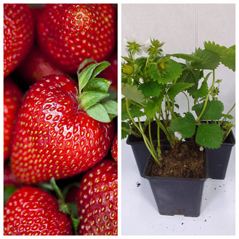 Земляника садовая Сельва НАБОР 3ШТ