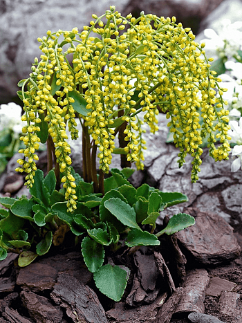 Хиастофиллум супротивнолистный