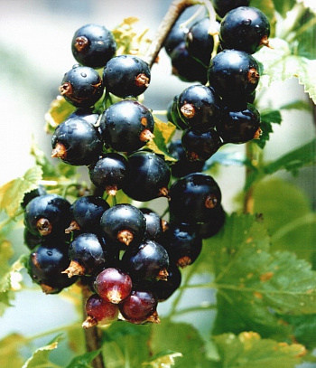 Смородина черная Перун