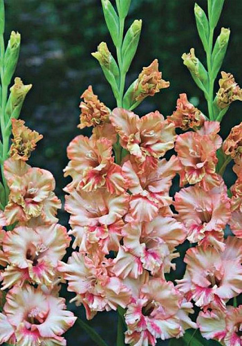 Гладиолус гофрированный Кисси Раффл