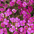 Арабис кавказский Little Treasure Deep Rose