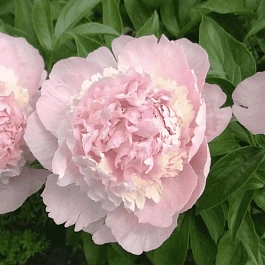 Пион Молочноцветковый Chiffon Parfait