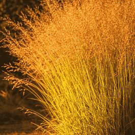 Молиния голубая Windsaule