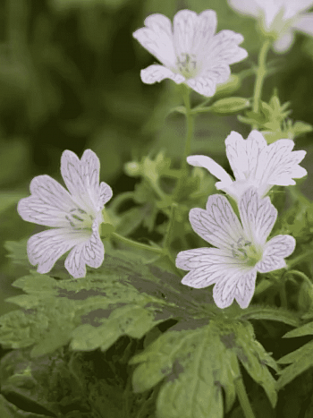Герань оксонская Katharine Adele