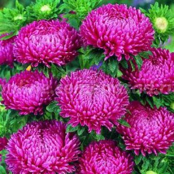 Астра Леди Корал Бриллиант Роуз