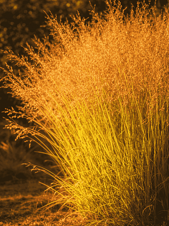 Молиния голубая Windsaule