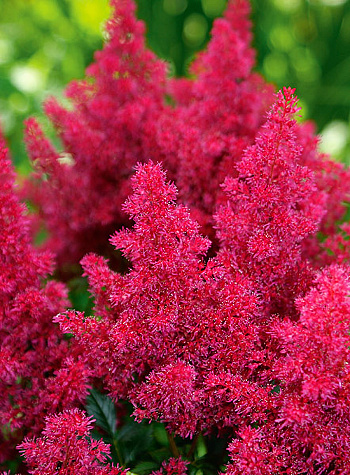 Астильба японская Кобленц