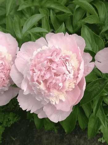 Пион Молочноцветковый Chiffon Parfait