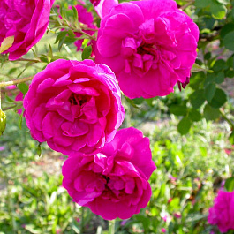 Роза  Кустовая CERISE BOUQUET