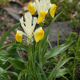 Ирис Юнона Бухарская