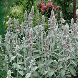 Чистец византийский