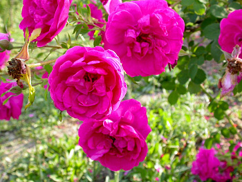 Роза  Кустовая CERISE BOUQUET
