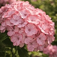 Гортензия пильчатая Preziosa