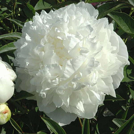 Пион травянистый Мадам Клод Тен