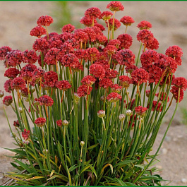 Армерия приморская Рубра