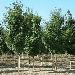 Клен сахарный Pyramidale