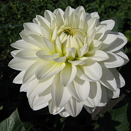 Георгина декоративная Карма Серена