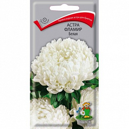 Астра Фламир Белая