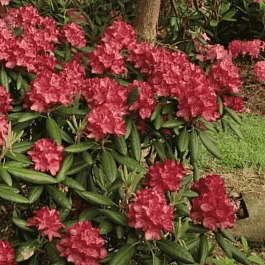 Рододендрон гибридный Kazimierz Wielki