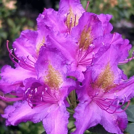 Рододендрон гибридный Libretto