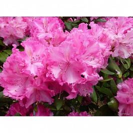 Рододендрон гибридный Док