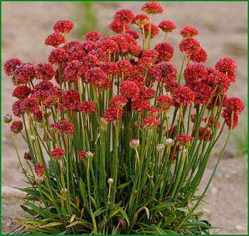 Армерия приморская Рубра