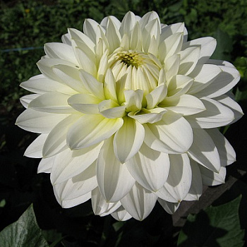 Георгина декоративная Карма Серена