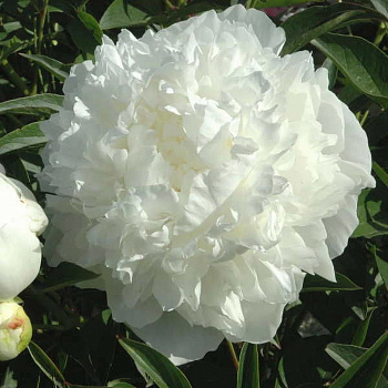 Пион травянистый Мадам Клод Тен Пион травянистый Мадам Клод Тен