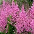 Астильба китайская Visions in Pink