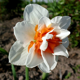 Нарцисс махровый Кенди Принцесс