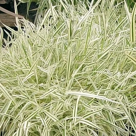 Бухарник мягкий Albovariegata